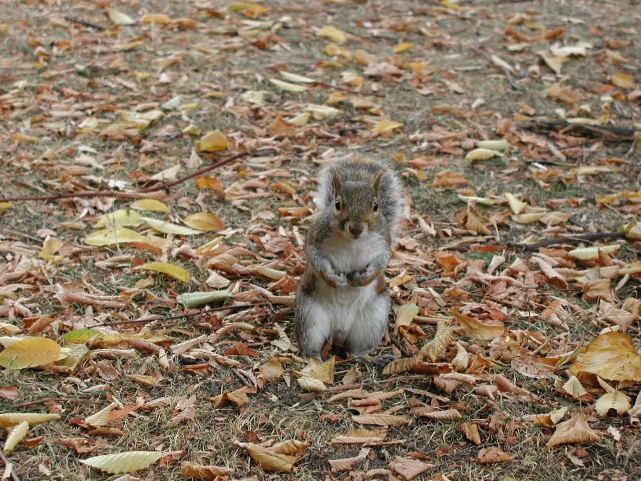 Scoiattoli londinesi. Sciurus carolinensis